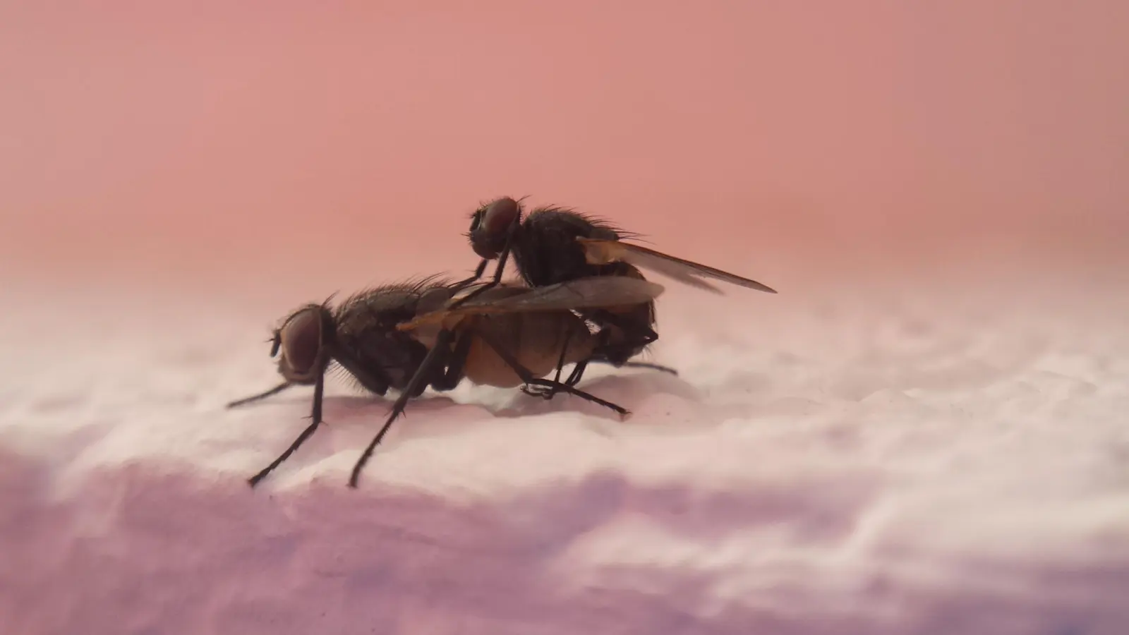 Der Fliegen-Nachwuchs ist für die Art wichtig. Sie ist eine beliebte Beute für Vögel, Fledermäuse und viele andere.  (Foto: Eric Klöckner)