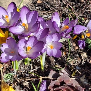 Krokusse mit einer Hummel - gesehen in Rothenburg (Foto: Hilde Beck)