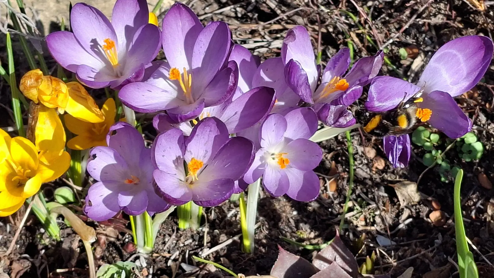 Krokusse mit einer Hummel - gesehen in Rothenburg (Foto: Hilde Beck)