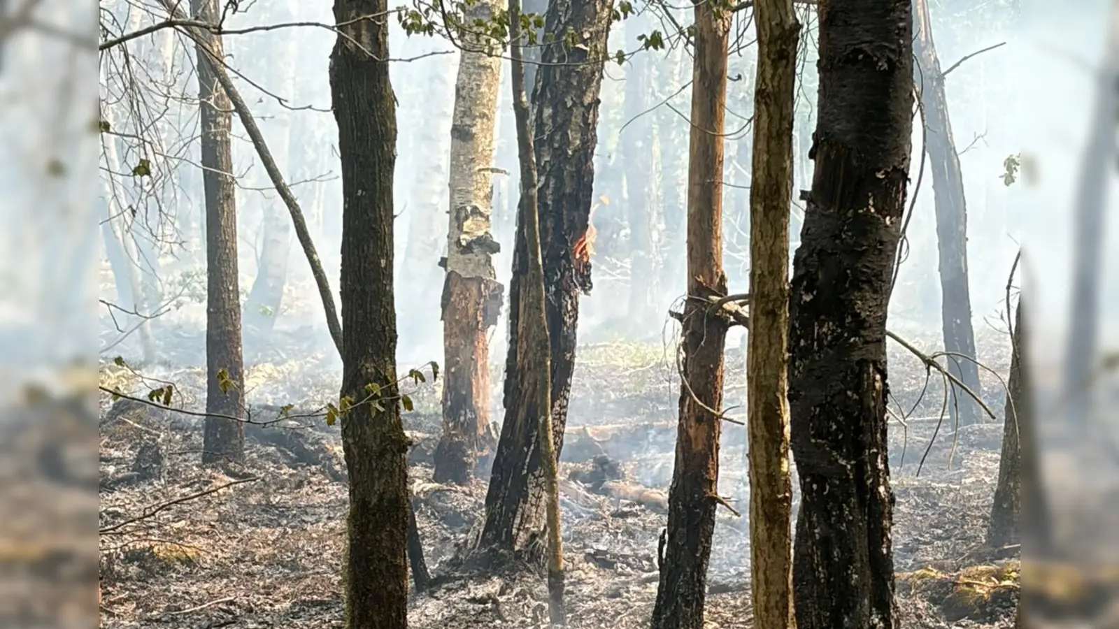Zahlreiche Bäume wurden von den Flammen erfasst. Das Ausmaß des Schadens ist noch nicht absehbar.  (Foto: Freiwillige Feuerwehr Ansbach)