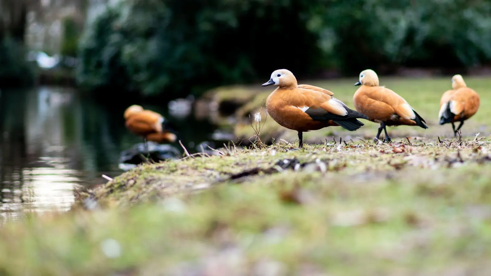 Mit Keschern und Haustierboxen sammeln die Anwohner die Gänse ein. (Symbolbild) (Foto: Hauke-Christian Dittrich/dpa)