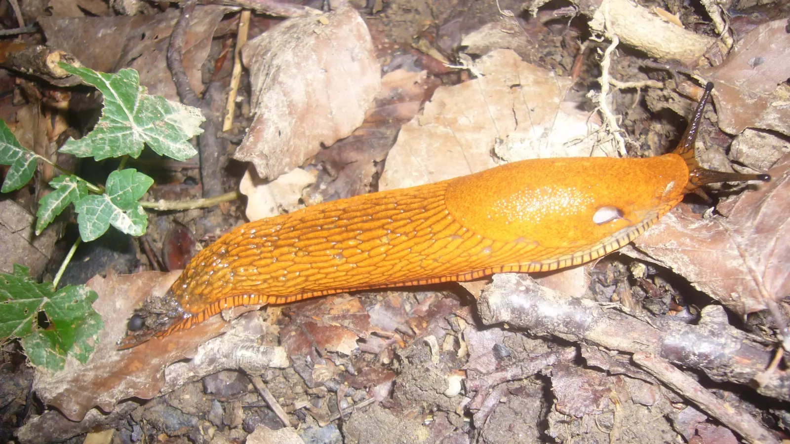 Die Rote Wegschnecke gehört zu den Arten, die ohne Gehäuse als Nacktschnecke leben müssen. Sie wurde durch die eingeschleppte Spanische Wegschnecke fast völlig verdrängt. (Foto: Ulrich Meßlinger)
