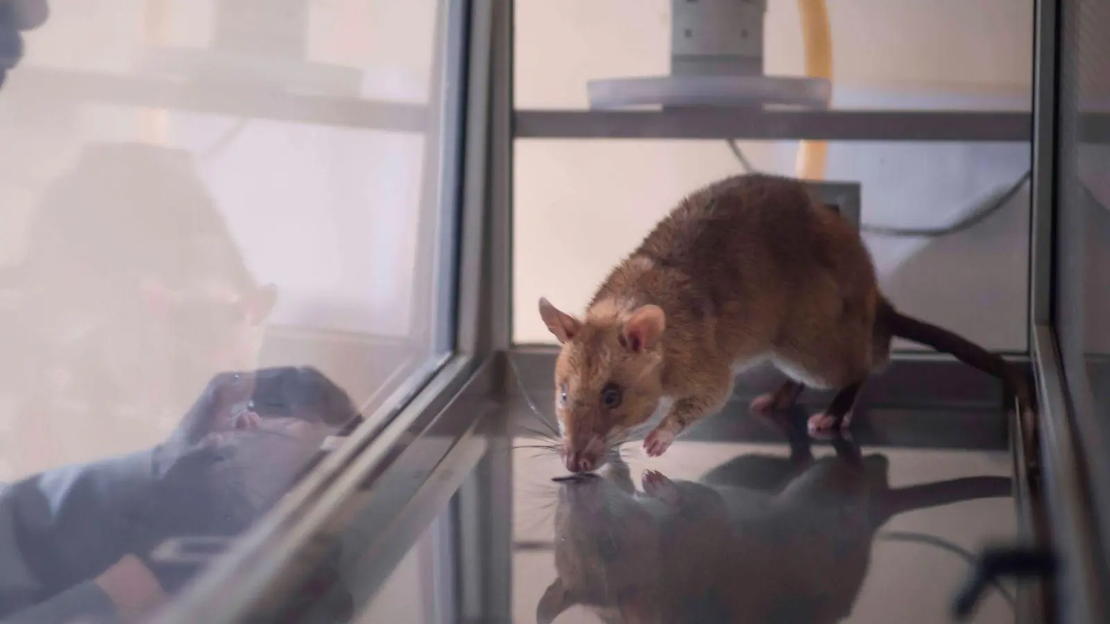 Acht der elf getesteten Ratten waren am Ende in der Lage, vier häufig geschmuggelte Arten zu identifizieren.  (Foto: Apopo/dpa)