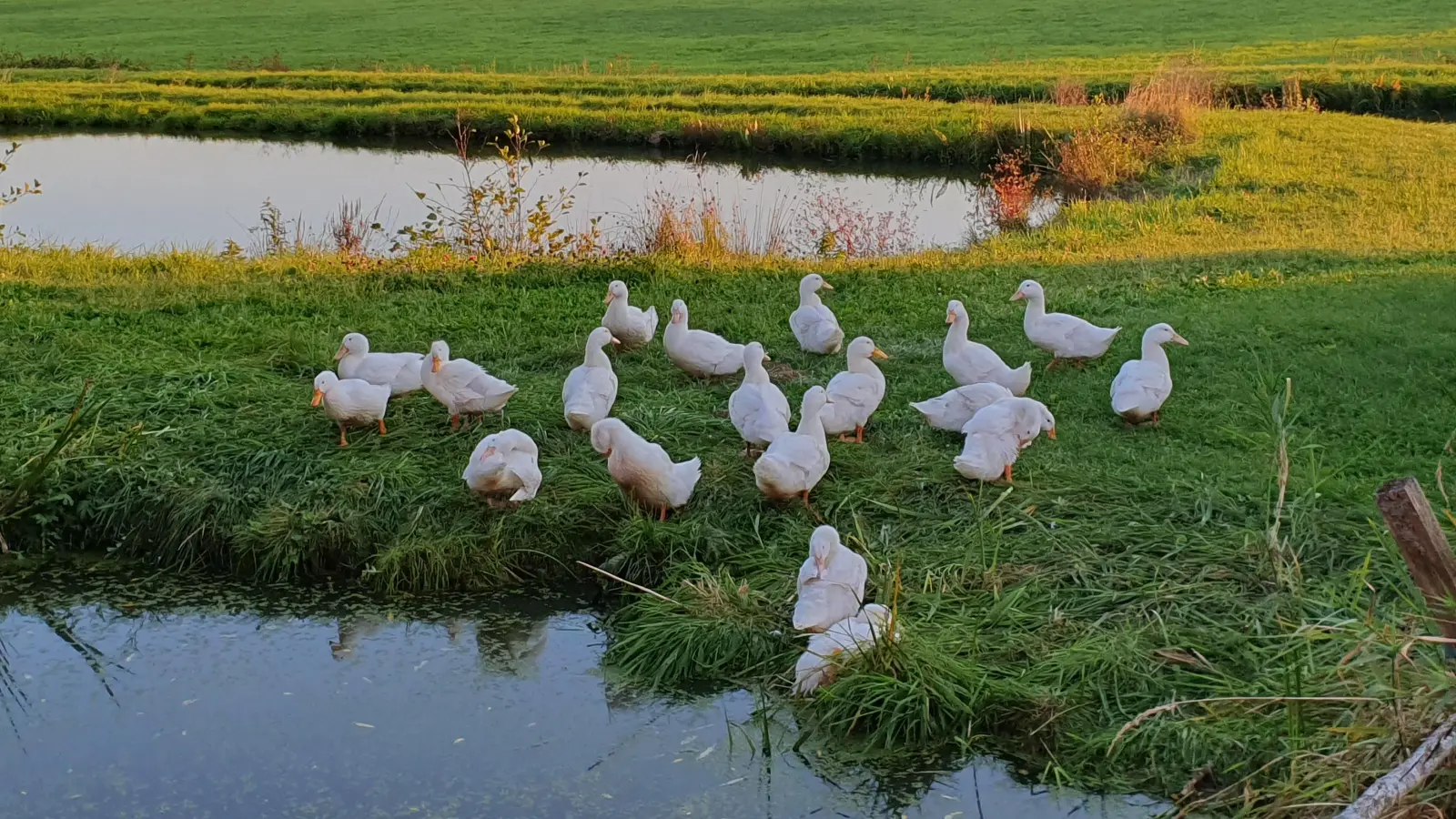 Schnattern im Schatten - gesehen in Bechhofen-Rottnersdorf. (Foto: Jürgen Hahn)