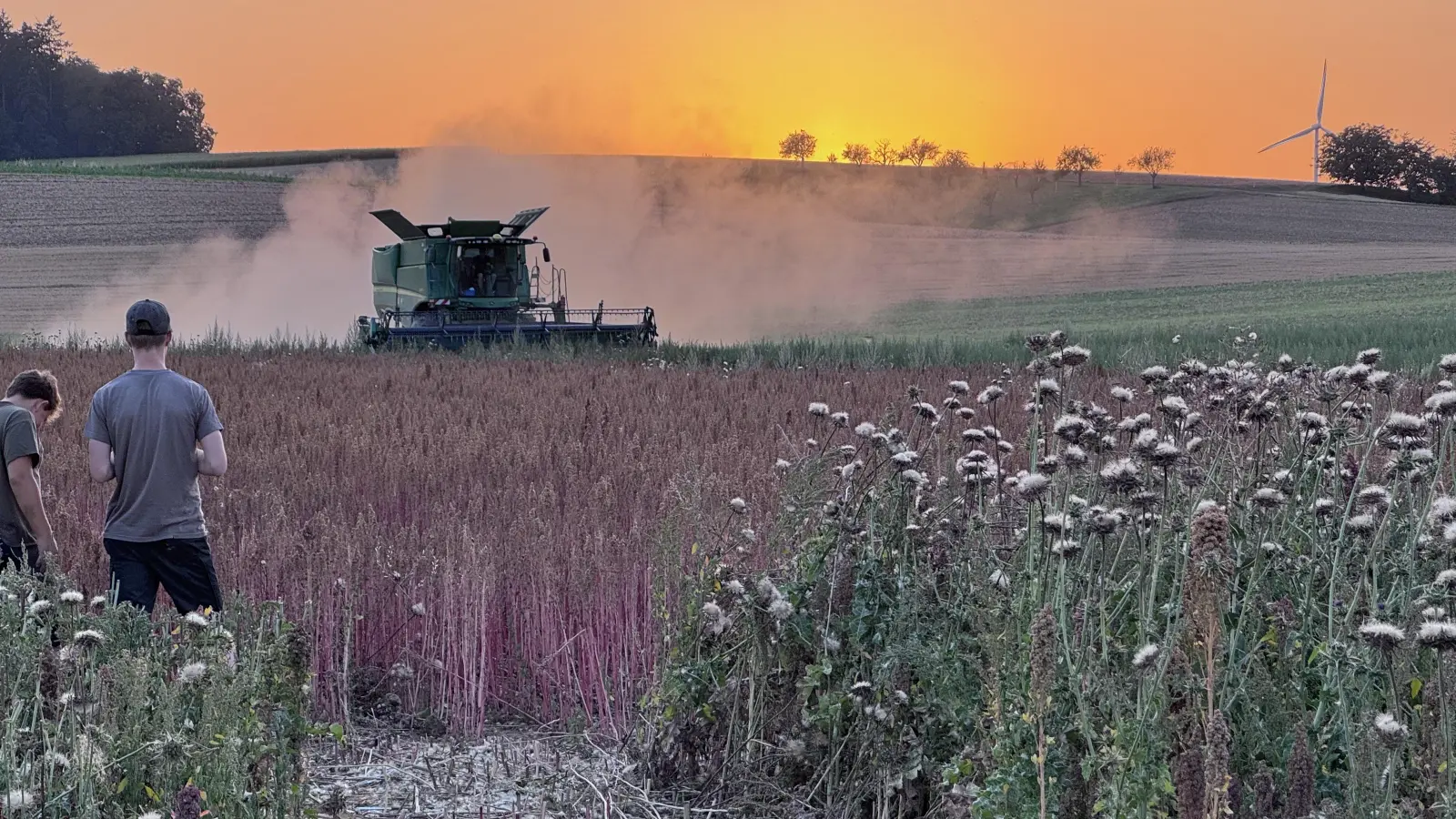 Ackerromantik: Beim Feldtag in Stadelhofen (Unterfranken) auf dem Quinoafeld. (Foto: Michael Norys)