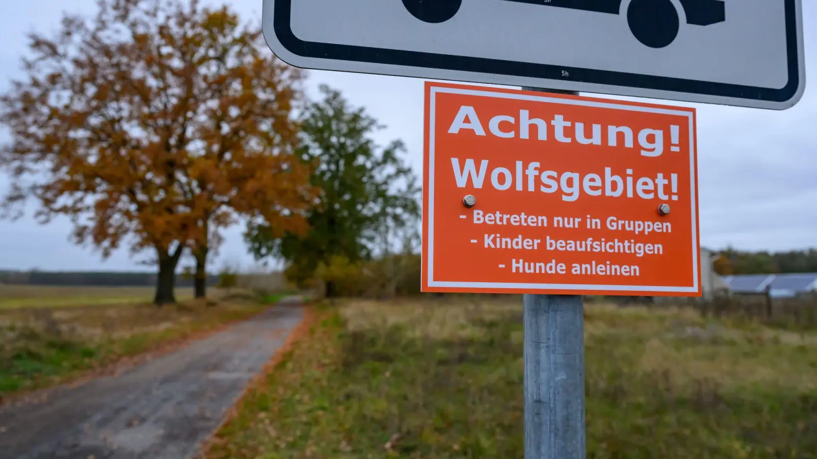 In Deutschland sind 209 Wolfsrudel nachgewiesen. (Archivbild) (Foto: Patrick Pleul/dpa)