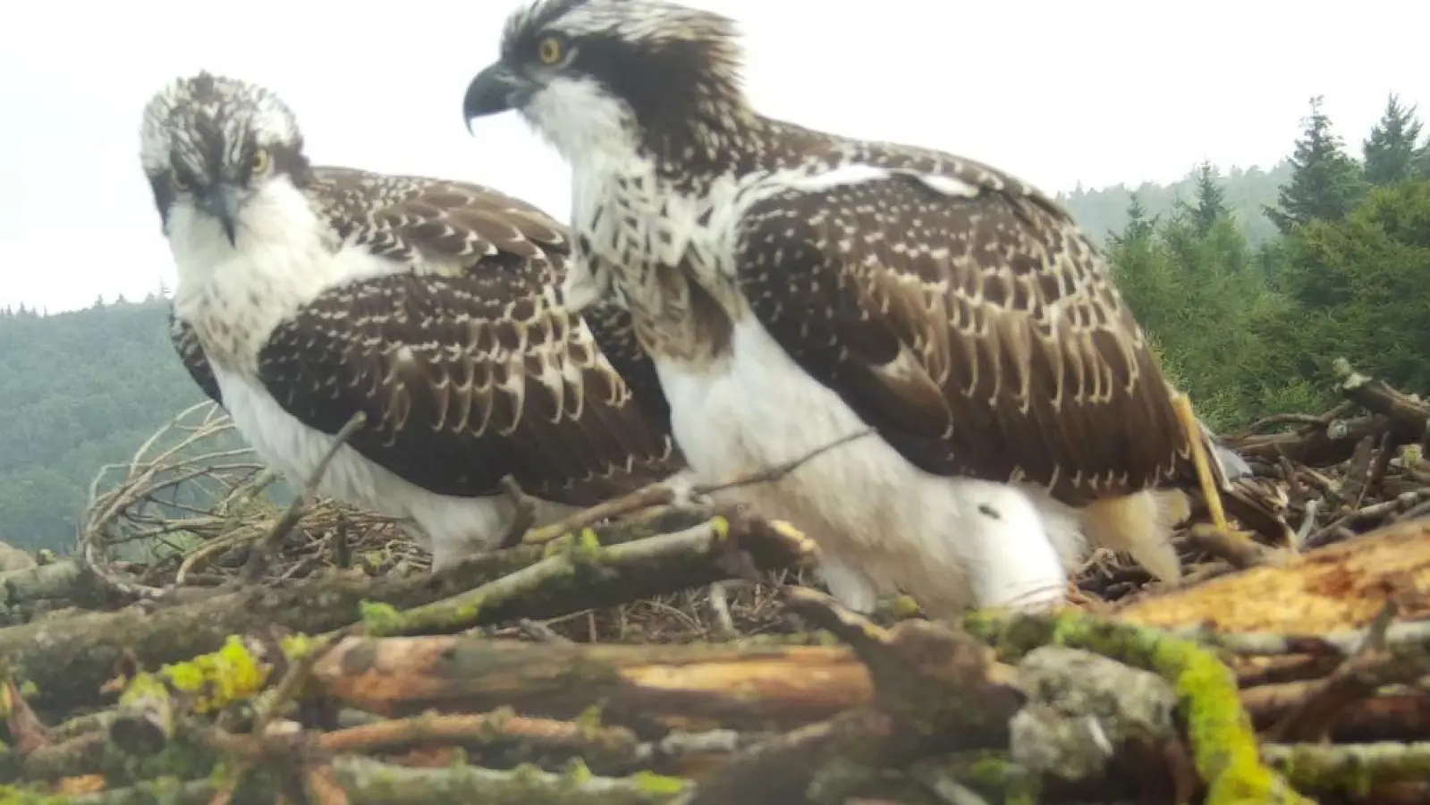 Die beiden Fischadler-Jungen haben sich weiter prächtig entwickelt. Das Jagen der Beute müssen sie noch üben.  (Foto: Wildkamera Forstbetrieb Rothenburg )