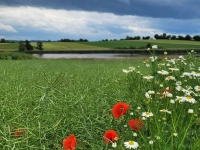 Jetzt ist Sommer - gesehen bei Schweinsdorf. (Foto: Conny Schober)