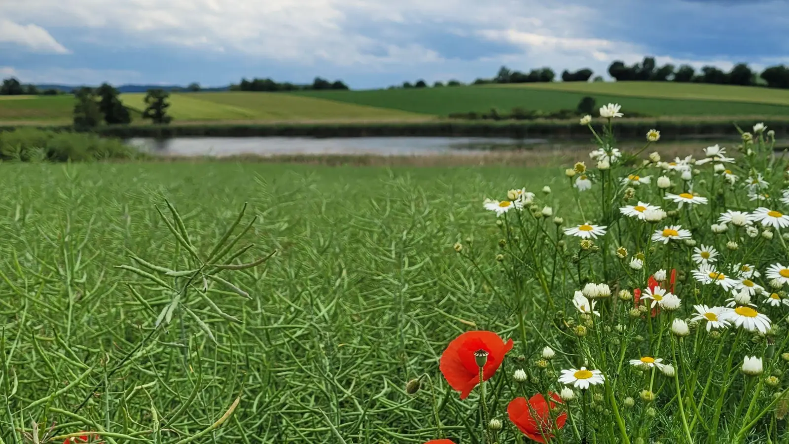 Jetzt ist Sommer - gesehen bei Schweinsdorf. (Foto: Conny Schober)
