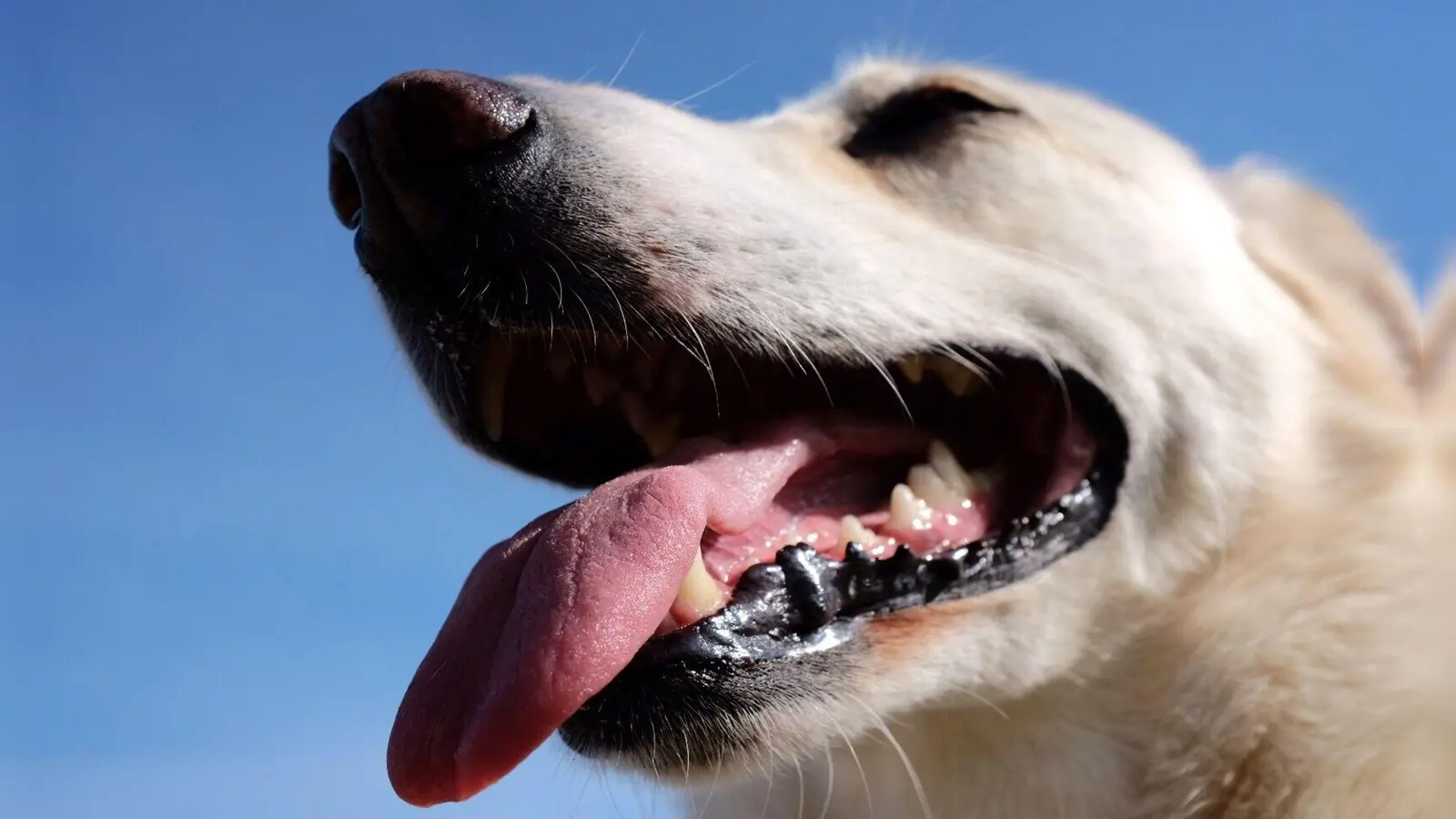 Hohe Temperaturen können Hunde stark belasten und im schlimmsten Fall zu einem Hitzschlag führen. (Foto: Martin Gerten/dpa/dpa-tmn)