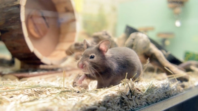 Hamster brauchen Wege, um ihren natürlichen Bewegungsdrang auszuleben. Zum Beispiel ein Hamsterrad. (Foto: Caroline Seidel/dpa-tmn)