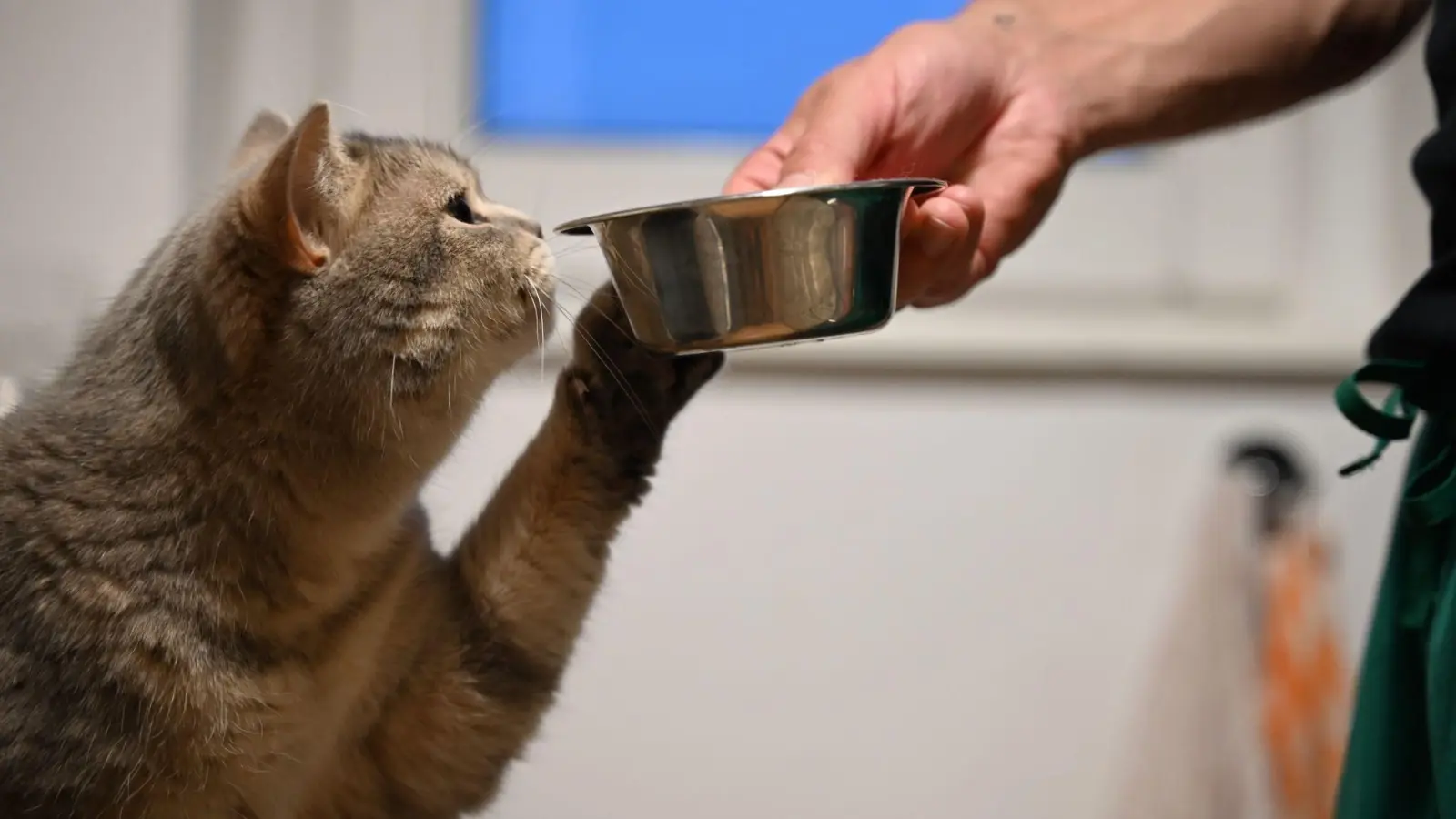 Katzen trinken oft zu wenig: Mehrere Wassernäpfe erhöhen die Trinkbereitschaft. (Foto: Helena Dolderer/dpa/dpa-tmn)