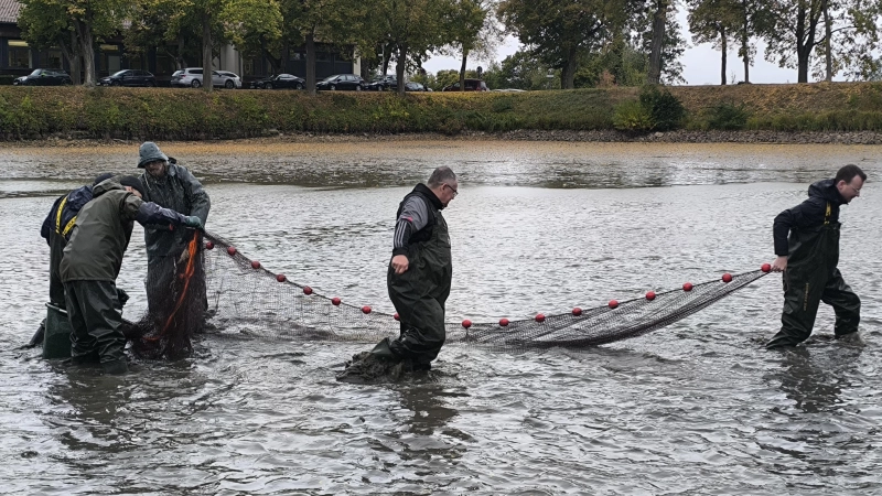 Bezirkstagspräsident Peter Daniel Forster (rechts) legte mit weiteren Fischereifachleuten das Netz im Entenweiher in Triesdorf aus.  (Foto: Thomas Schaller)