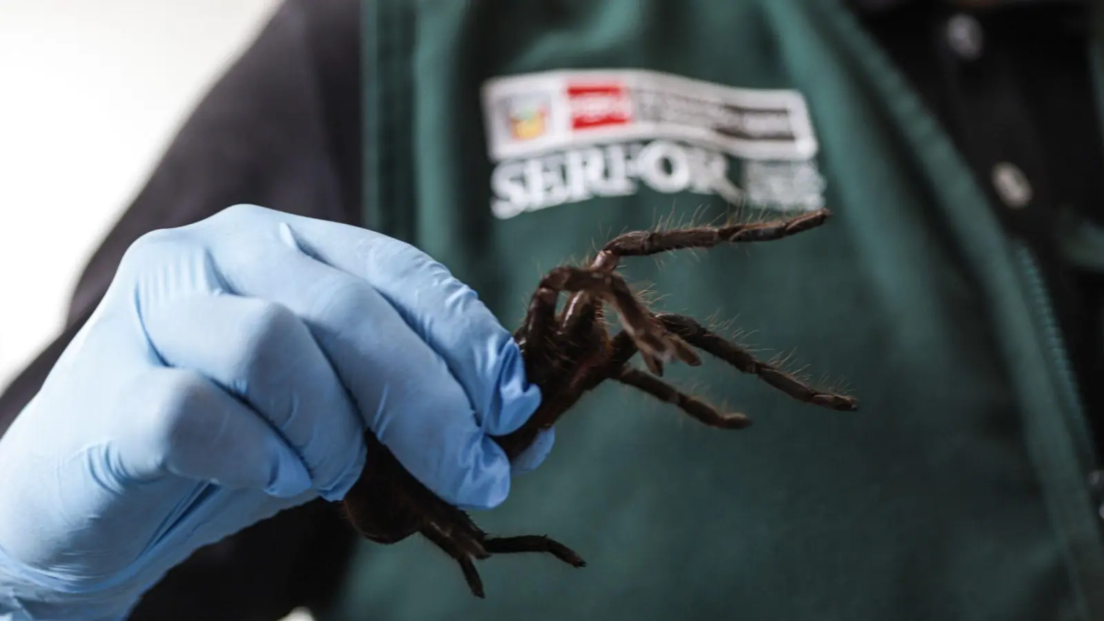 Der Schmuggler hatte nicht nur Spinnen am Körper befestigt.  (Foto: -/Serfor/dpa)