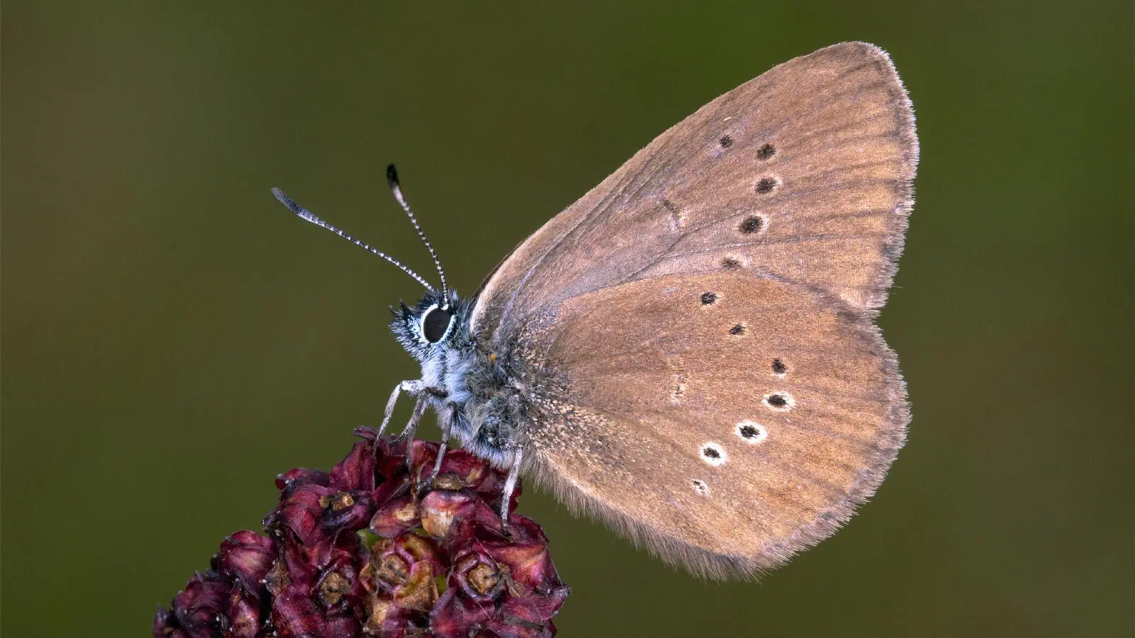 Der Dunkle Wiesenknopf-Ameisenbläuling ist der „Schmetterling des Jahres“ 2026 . (Foto: Tim Laussmann/BUND/dpa)