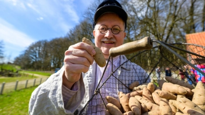 Torsten Riebesel, Mitarbeiter im Freilichtmuseum am Kiekeberg, hält die Kartoffel des Jahres, den „Angeliter Tannenzapfen“ in der Hand. (Foto: Philipp Schulze/dpa)