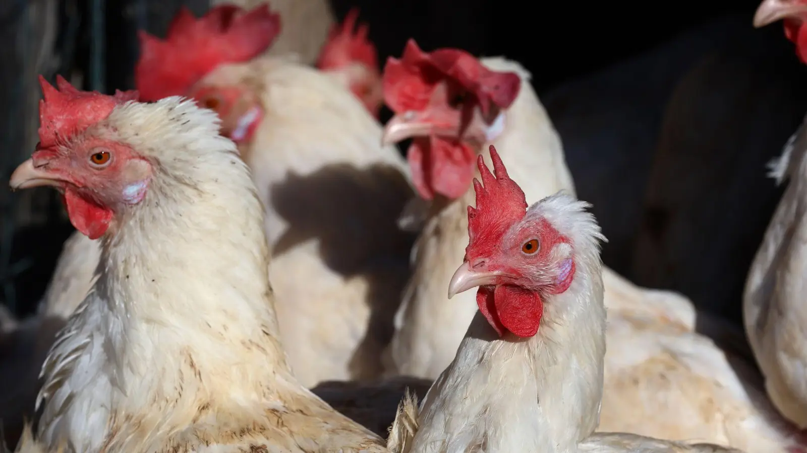 Fast 40.000 Legehennen müssen in einem Betrieb im Landkreis Erding getötet werden (Symbolbild).  (Foto: Karl-Josef Hildenbrand/dpa)