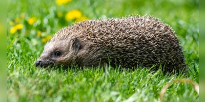 Ein Tier kauert am Boden, bewegt sich nicht: Ist das normal oder braucht es Hilfe? Eine App soll helfen.  (Foto: Armin Weigel/dpa)