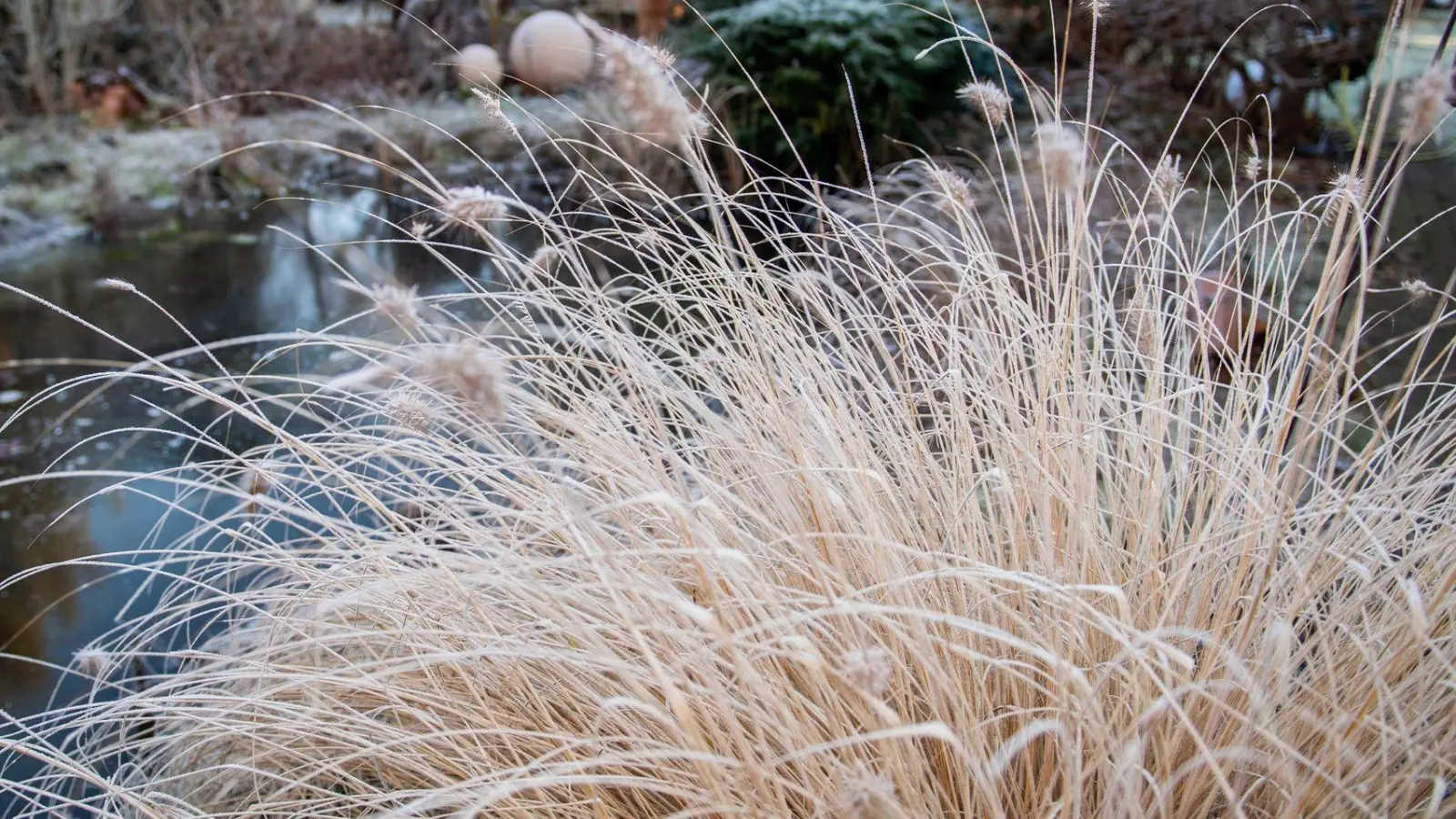 Lampenputzergras und andere Ziergräser sollte man jetzt nur zusammenbinden und nach dem Frost schneiden. (Foto: Zacharie Scheurer/dpa-tmn)