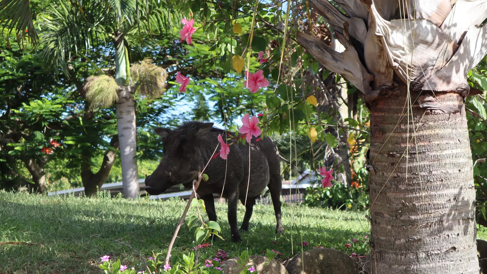 Doch auch tagsüber geht es in Santa Lucia tierisch zu. In den Vorgärten suchen Warzenschweine nach Futter. (Foto: Gudrun Bayer)