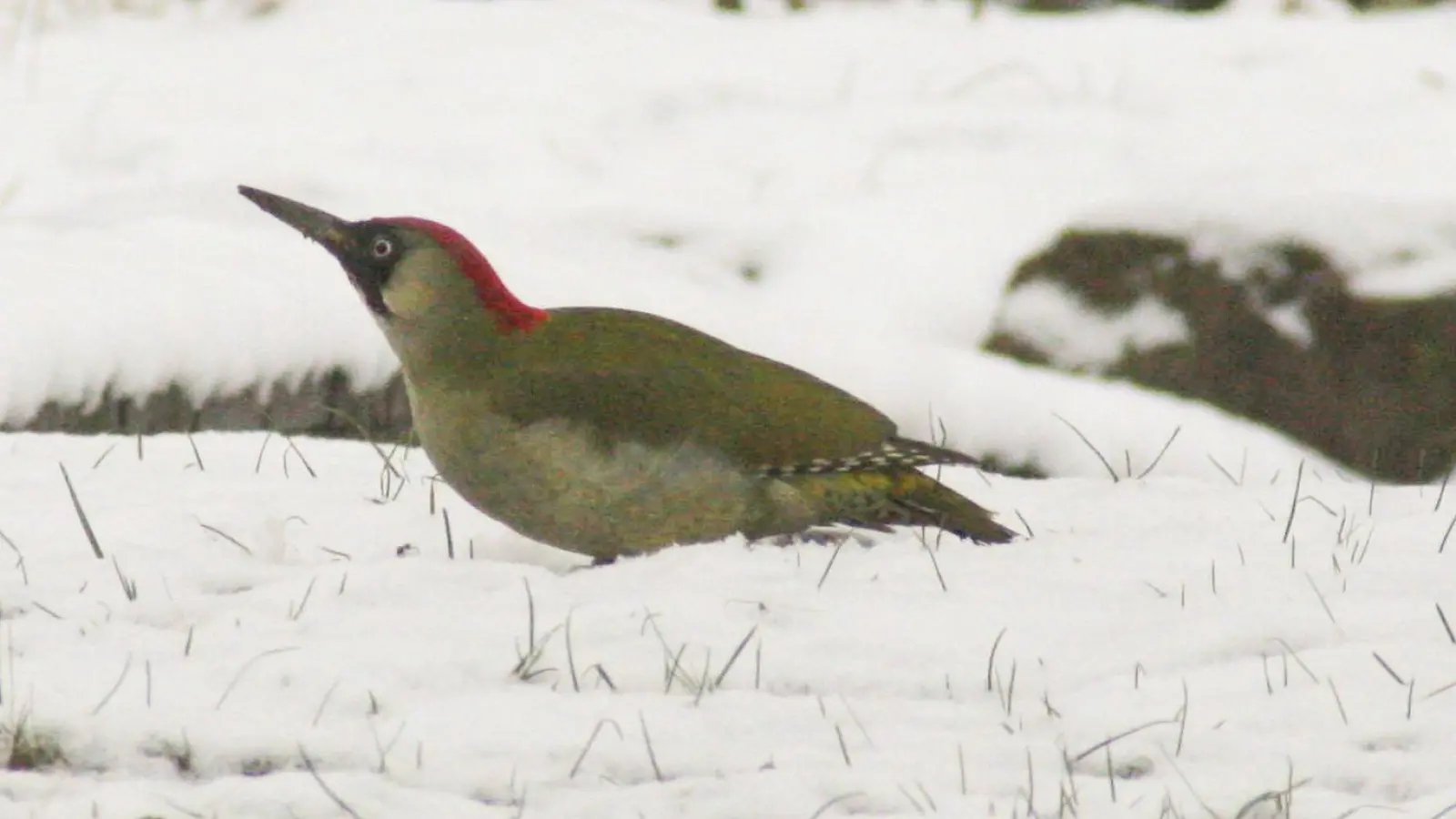 Auch der Grünspecht schaut in den mittelfränkischen Gärten immer wieder vorbei. (Foto: Mathias Neigenfind)