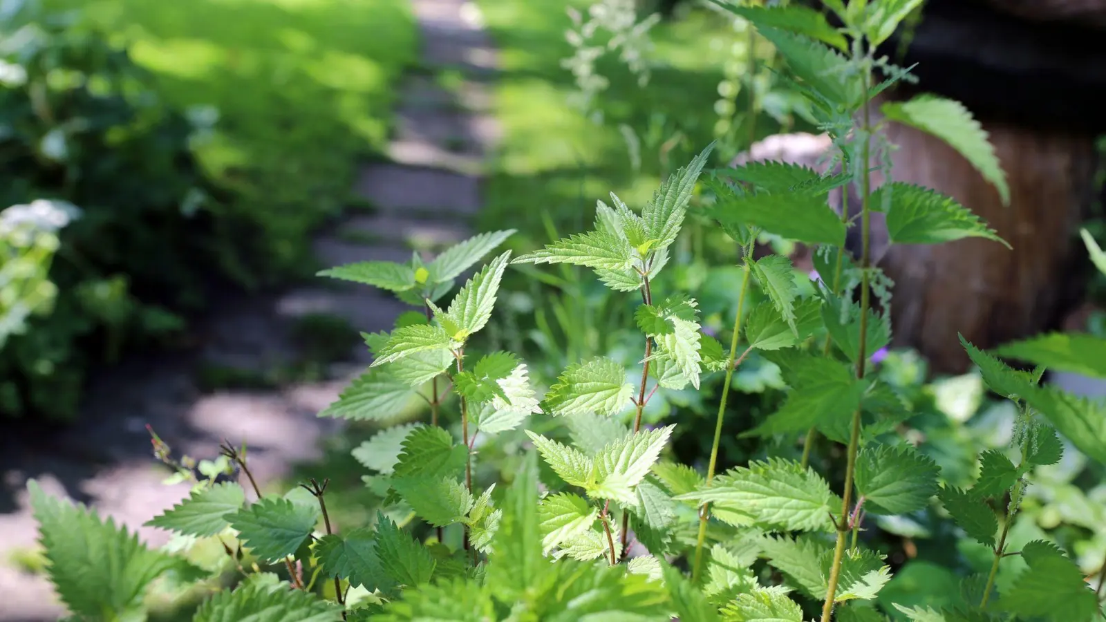 Brennnessel galten lange als unerwünschtes Unkraut. Es gibt aber auch viele Gründe, das üppiges Grün im Garten bewusst wachsen zu lassen. (Foto: Mascha Brichta/dpa-tmn/Archivbild)