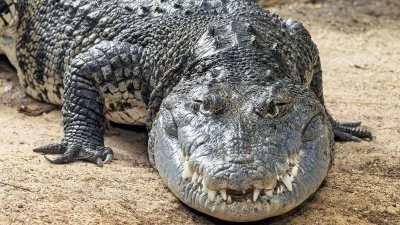 Das mehr als zwei Meter lange Beulenkrokodil wurde viele Jahre in einem Schrebergarten in Thüringen gehalten, kam dann in eine Auffangstation nach München und ist jetzt im Tierpark Schönbrunn in Wien zuhause. (Foto: Daniel Zupanc/Zoo Wien/dpa)