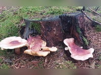 Früchte des Waldes - gesehen in Baudenbach (Foto: Elke Oehler)