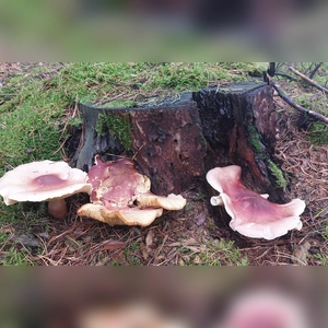 Früchte des Waldes - gesehen in Baudenbach (Foto: Elke Oehler)