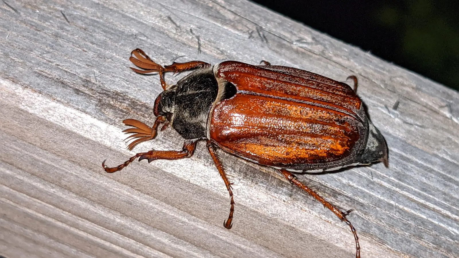 Der Maikäfer hat fächerförmige Fühler mit bis zu 50.000 Geruchssensoren. Das Symbol für den Frühling ist selten geworden. (Foto: Ulrich Meßlinger)