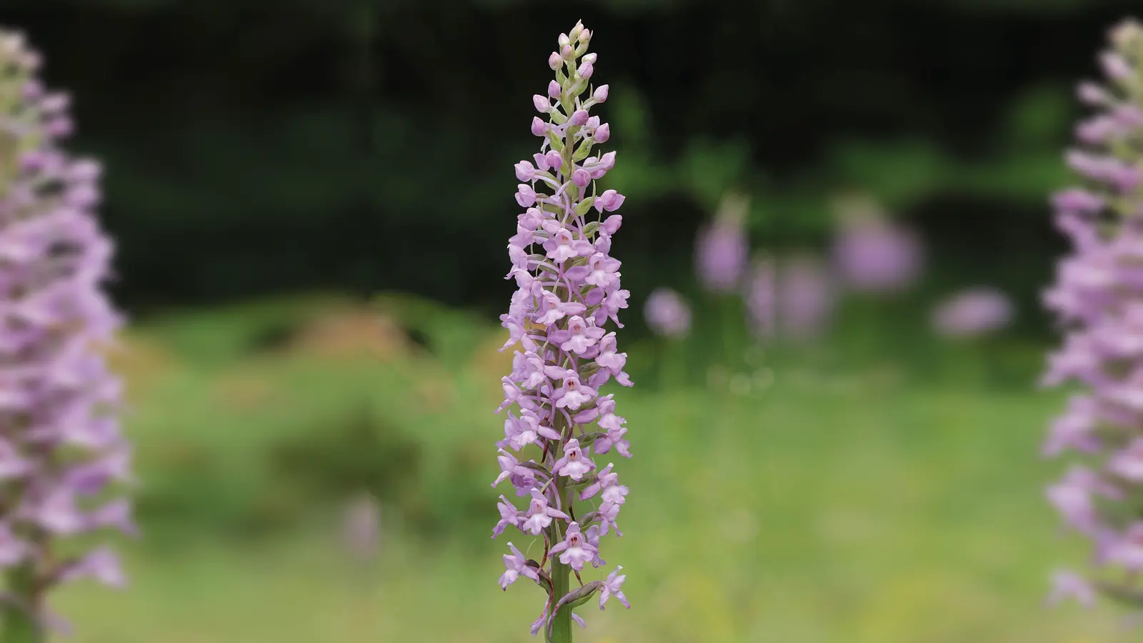 Die Mücken-Händelwurz ist zur Orchidee des Jahres 2024 ernannt worden. (Foto: Heinrich Blatt/Arbeitskreise Heimischer Orchideen/dpa)