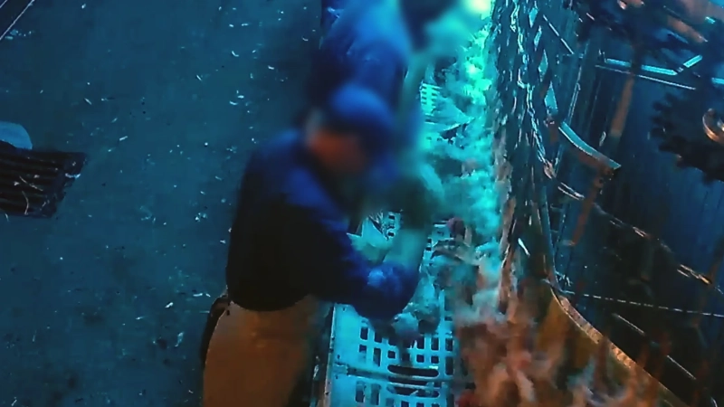 Mehr als 700 Übergriffe an Hennen hat die Tierrechtsorganisation Aninova laut eigenen Auskünften in heimlichen Videoaufnahmen im Wassertrüdinger Schlachthof festgestellt.  (Foto: Aninova.org)