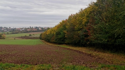 Im Süden der Stadt liegt das Waldstück, das den Naturfriedhof beherbergen soll. Die Gesamtfläche beträgt rund acht Hektar. Die Verkehrsanbindung ist zur Kreisstraße AN 35 hin geplant. (Foto: Michael Trzybinski)