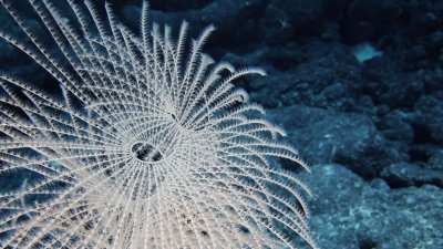 Die Tiefsee steckt voller erstaunlicher Kreaturen. (Foto: -/Ocean Discovery League/NOAA/dpa)