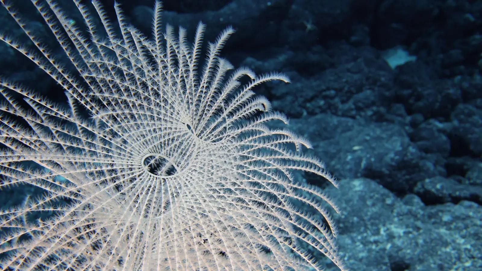 Die Tiefsee steckt voller erstaunlicher Kreaturen. (Foto: -/Ocean Discovery League/NOAA/dpa)