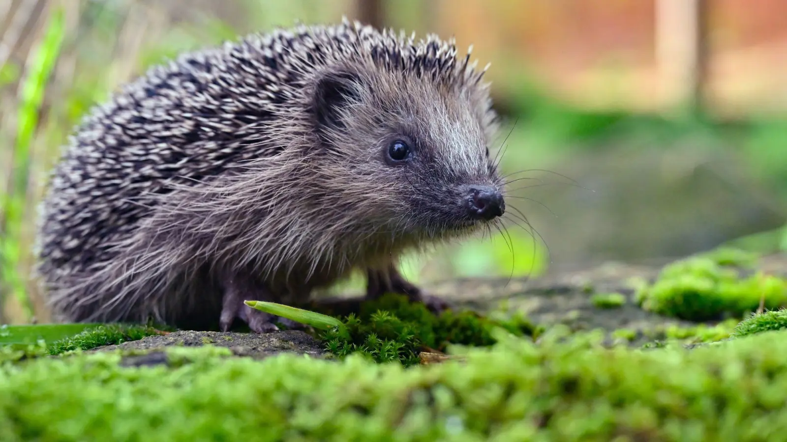 Igel werden von Mährobotern schnell übersehen. Bereits kleine Hautverletzungen können für die Tiere lebensbedrohlich sein. (Foto: Patrick Pleul/dpa/dpa-tmn)