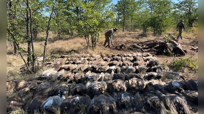 Diesen vergifteten Geiern konnten die Tierschützer nicht mehr helfen. (Foto: --/Sanparks/dpa)