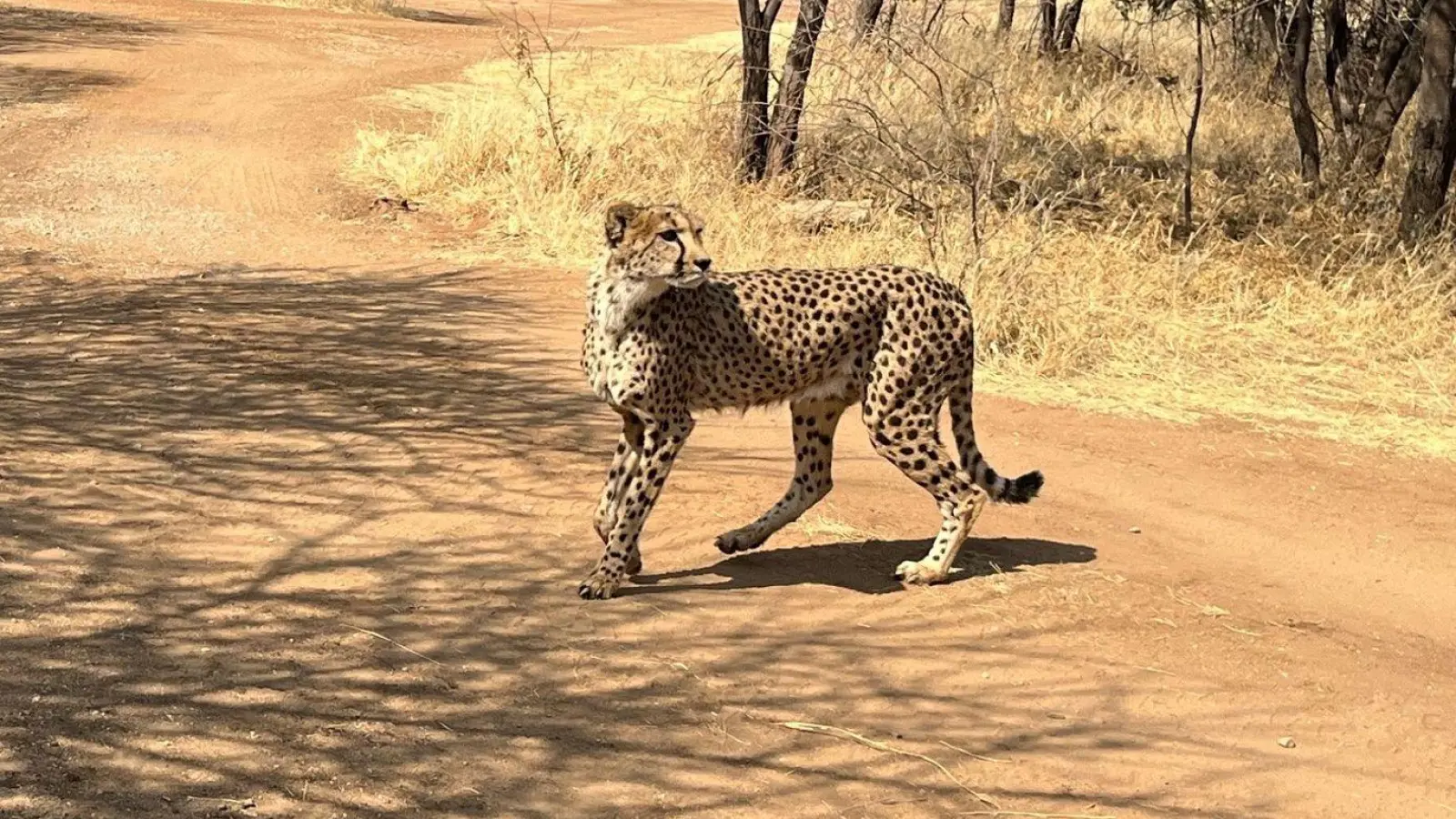 Bei diesem Geparden handelt es sich um einen Afrikanischen Geparden. Von seinen Verwandten, den Asiatischen Geparden, gibt es weltweit nur noch 17 Exemplare. (Symbolbild) (Foto: Kristin Palitza/dpa)