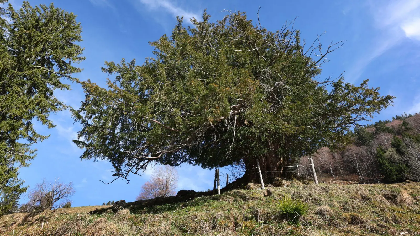 Die „Ureibe” steht einzeln und frei auf einer Almwiese.  (Foto: Karl-Josef Hildenbrand/dpa)
