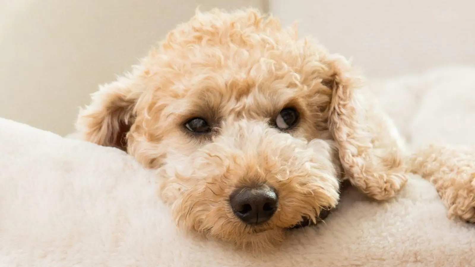 Mit einem kleinen Körbchen oder einer vertrauten Decke, bekommt der Hund im fremden Umfeld einen eigenen Rückzugsort. (Foto: Christin Klose/dpa-tmn/dpa)