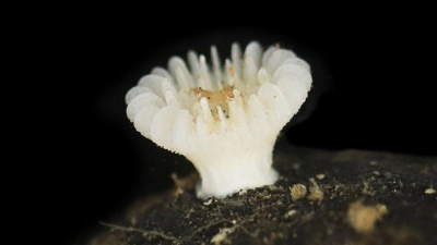 Forscher haben die bislang unbekannte Korallenart in der Tiefsee entdeckt. (Foto: Guadalupe Bribiesca-Contreras/National Oceanography Centre, United Kingdom/dpa)