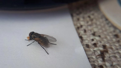 Wenn ein Tröpfchen Flüssigkeit leichte Nahrung verspricht, ist eine Stubenfliege nicht weit. (Foto: Eric Klöckner)