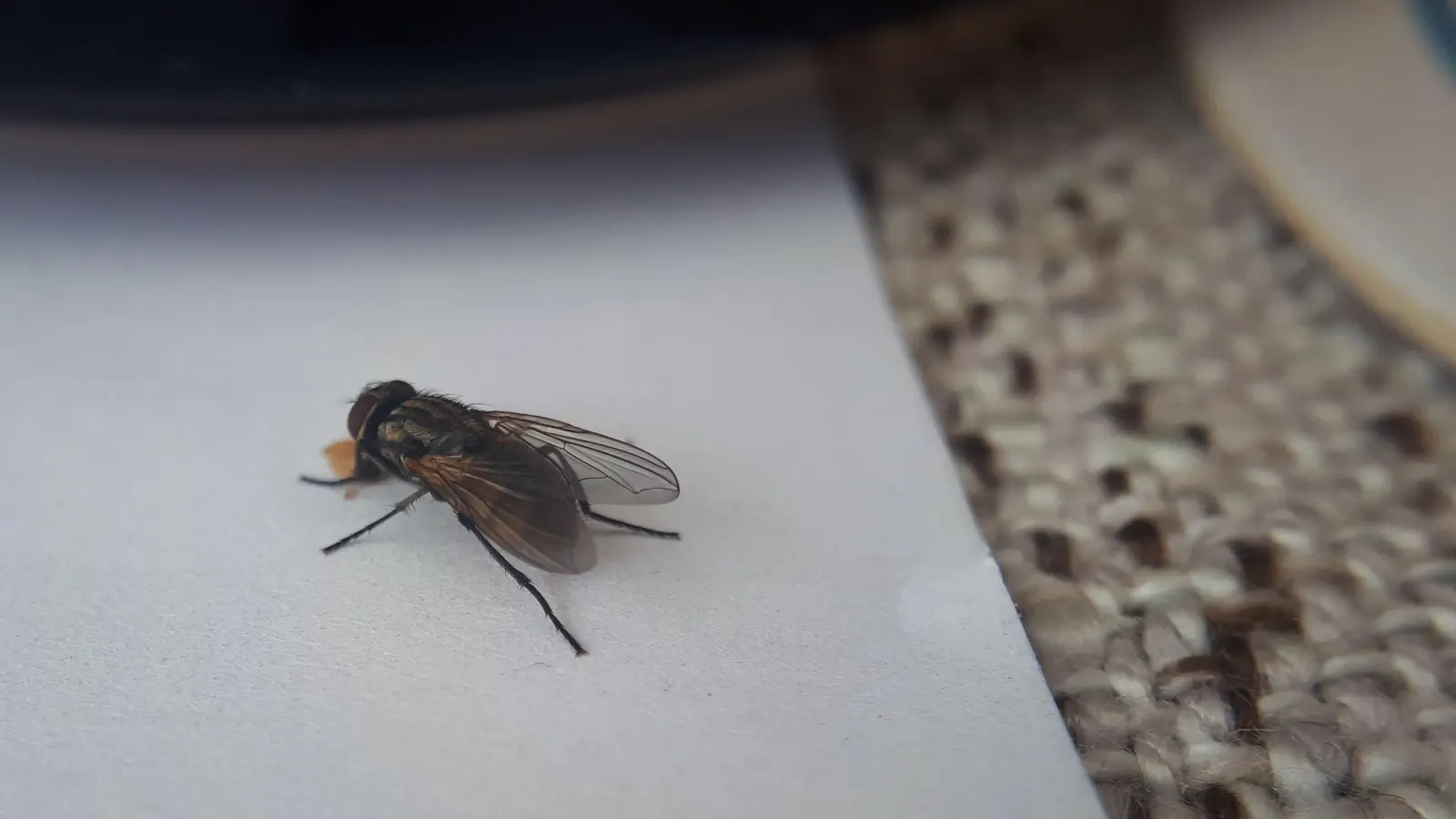 Wenn ein Tröpfchen Flüssigkeit leichte Nahrung verspricht, ist eine Stubenfliege nicht weit. (Foto: Eric Klöckner)