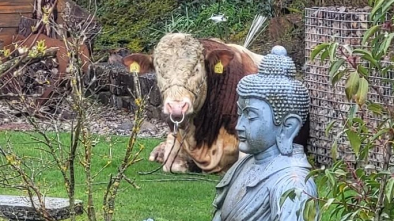 Ein stattlicher Jungbulle hielt am Montagmittag Polizeibeamte auf Trab. (Foto: Polizei Ansbach)