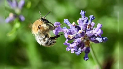 Für Bienen ist die Amerikanische Faulbrut eine tödliche Gefahr. (Symbolbild: Bernd Weißbrod/dpa)