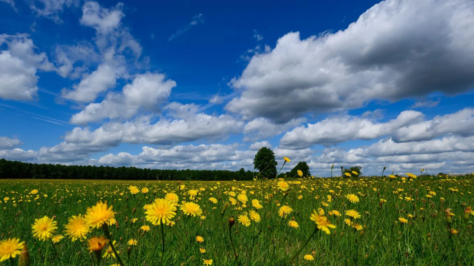 Das Wochenende bringt Temperaturen von mehr als 30 Grad mit sich. (Foto: Patrick Pleul/dpa)