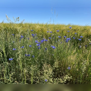 Kornblumenblau - gesehen bei Dürrnbuch (Foto: Marianne Schülein)