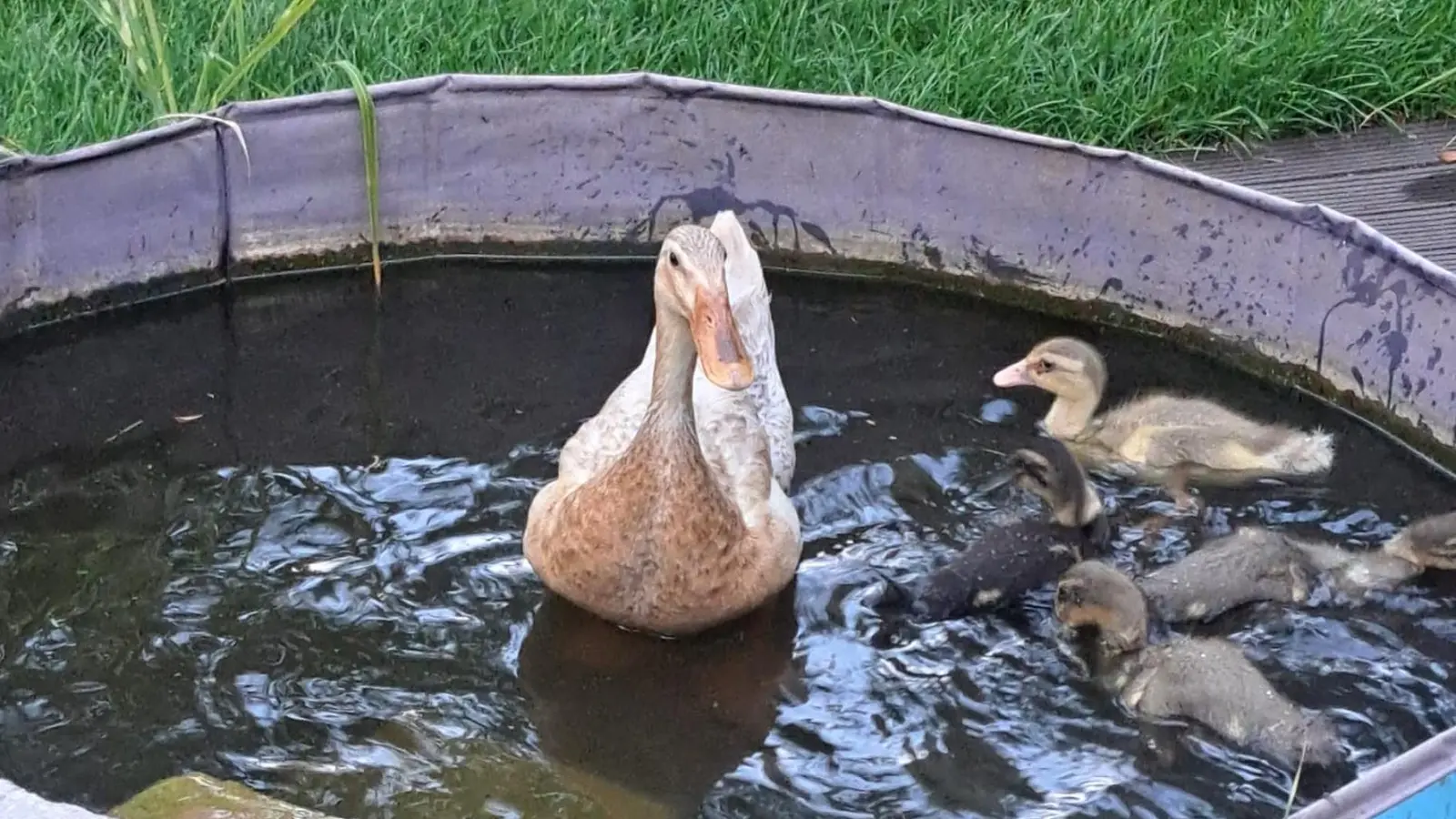 Eine Laufente mit Küken: Mit den Jungtieren im Wasser zu planschen, gehört dazu. (Foto: Bayerische Schlösserverwaltung/Tamara Sand)