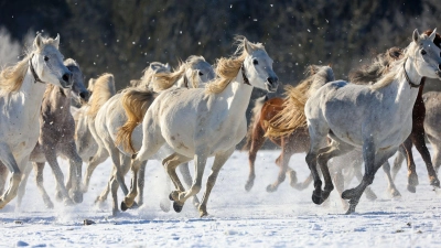 Eleganz im Schnee: Araberstuten galoppieren über die Schwäbische Alb (Foto: Thomas Warnack/dpa)