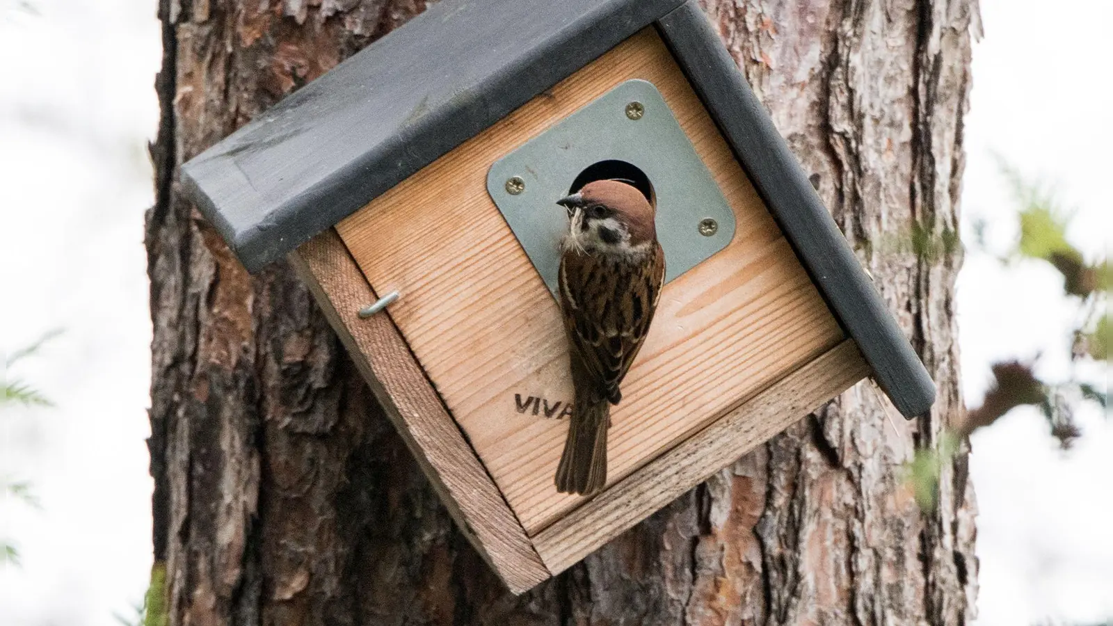 Auf Wohnungssuche: Mit Nisthilfen kann man Vögeln und ihrem Nachwuchs ein geschütztes Heim bieten. (Foto: Andrea Warnecke/dpa-tmn)